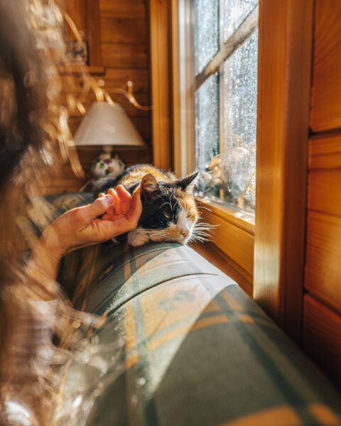 Person resting with a pet beside a window in warm afternoon light