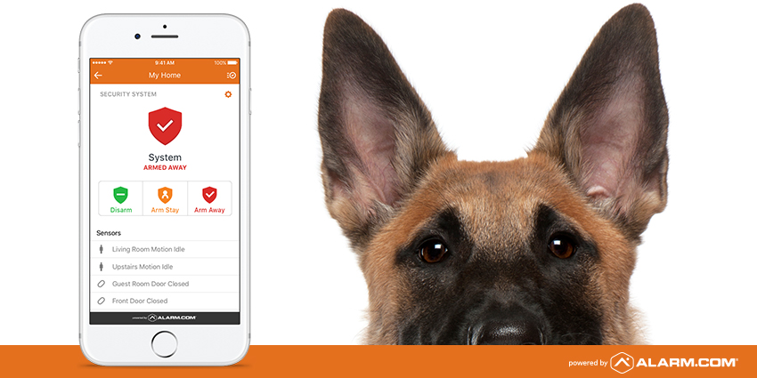 dog-security-1