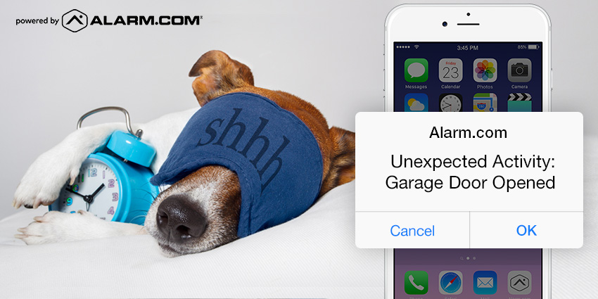 Insights Engine Dog 2.jpg